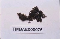 藏品(截葉真苔)的圖片